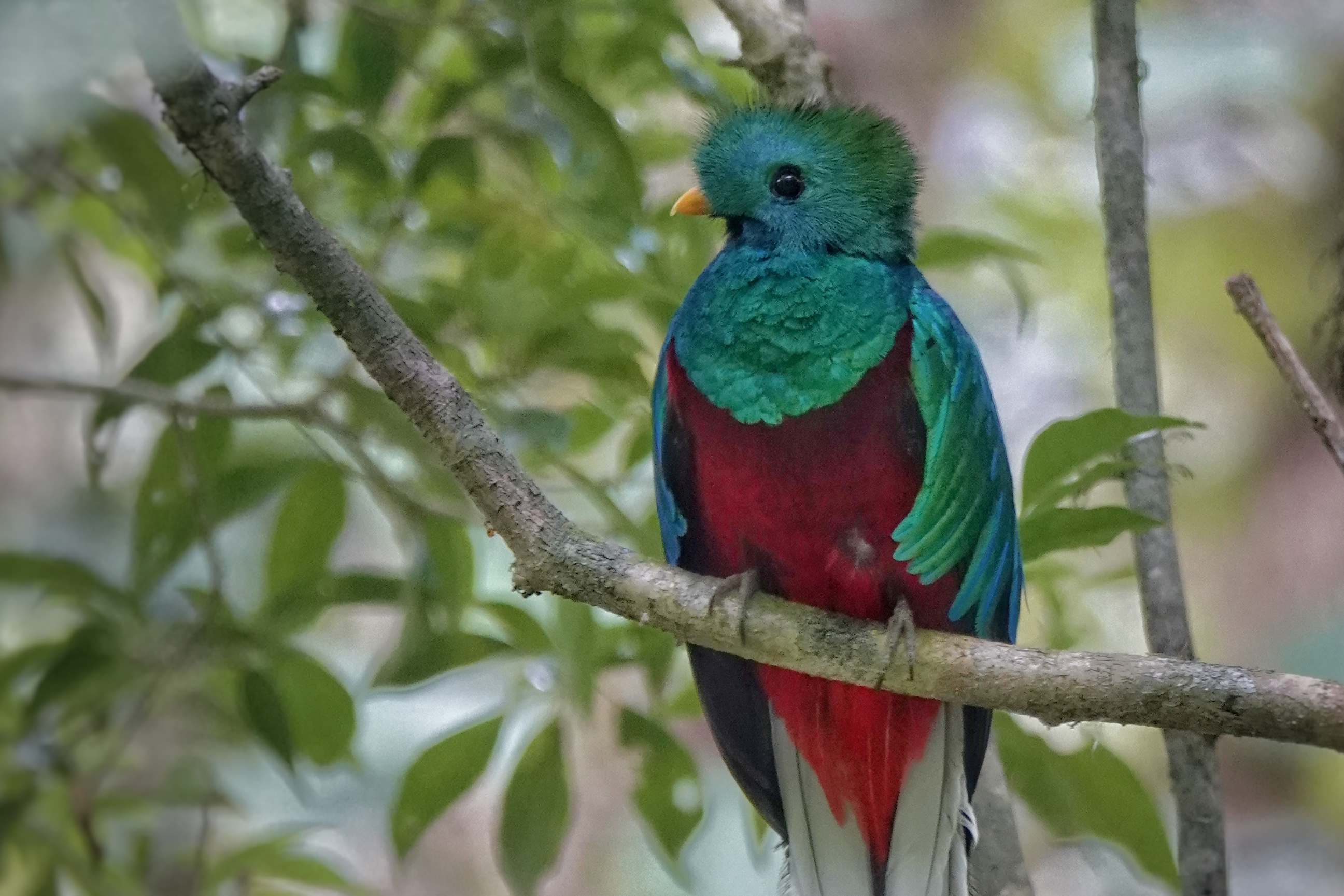 Quetzal dans la forêt
